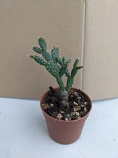 Schlumbergera puntioides kakte gebraucht kaufen  Stuttgart