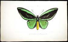 1835, H.L.E. PAQUETE ORIGINAL ACUARELAS ANTIGUAS SOBRE MARIPOSAS EXÓTICAS YA7 segunda mano  Embacar hacia Mexico