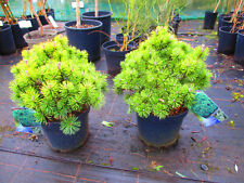 7.5litre evergreen dwarf for sale  OXFORD