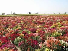 Flower antirrhinum snapdragon for sale  SALISBURY