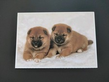 japanische akita gebraucht kaufen japanische akita gebraucht kaufen Borna