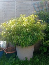Umbrella bamboo large for sale  LANCING