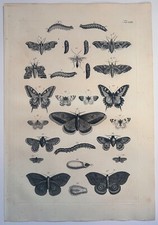 Gravura antiga rara grande 1734 Seba - História Natural - Traças borboletas 59 comprar usado  Enviando para Brazil