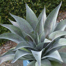 Aztec king mangave for sale  Tucson