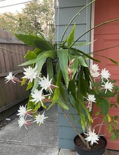 Queen night cactus for sale  Addison