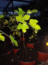 Ficus black mission for sale  Ocala