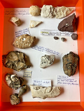 Fossilien versteinerungen gebraucht kaufen Fossilien versteinerungen gebraucht kaufen  Bad Oldesloe