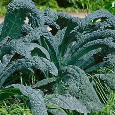 500 black tuscan for sale  Philadelphia