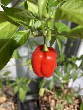 Graines de piment Antillais - Habanero rouge - Bonda man jack -30 graines comprar usado  Enviando para Brazil