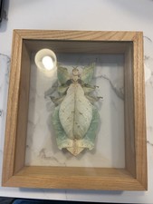 Phyllium gigantiam green for sale Phyllium gigantiam green for sale  Hoboken