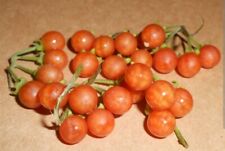 Sementes de laranja Otricoli Berry 20+ (exóticas e raras)  comprar usado  Enviando para Brazil