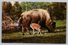 Bison cow calf for sale  Currituck