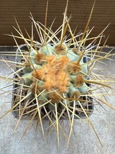 Copiapoa gigante own usato  Valdastico