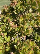 Cuttings crassula jade for sale  Simi Valley