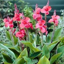 Canna lily pink for sale  NORTHWICH