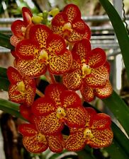 Vanda orange spots usato  Spedire a Italy