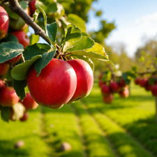 Paradise apple seeds for sale  Saint Augustine