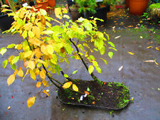 Hornbeam bonsai tree for sale  OXFORD