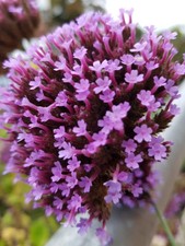 verbena for sale  NOTTINGHAM