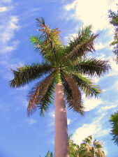 Roystonea regia cuban for sale  Miami