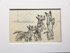 Scottish terrier puppy for sale  NORWICH