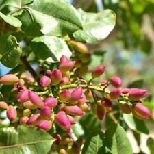 Piante pistacchio maschio usato  Valva