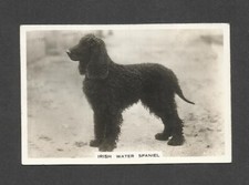 Old original irish for sale  RADSTOCK