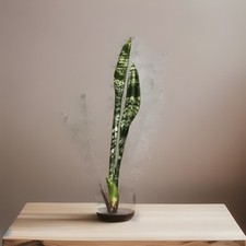 Snake plant mother for sale  Baldwin Park
