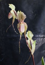 Orchids paphiopedilum super for sale  Walnut