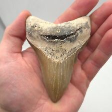 megalodon for sale  Shipping to Ireland