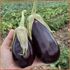 Türkische aubergine adana gebraucht kaufen  Willich