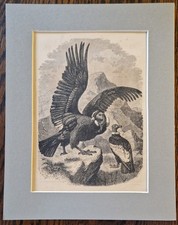 1857 engraving print for sale  BATTLE