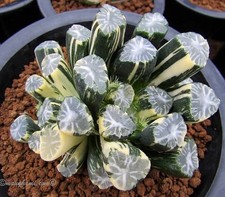 Succulent haworthia maughanii for sale  USA