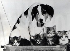 Vintage cuccioli cane usato  Roma