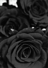 plants flowers 5 25 for sale plants flowers 5 25 for sale Goldsboro