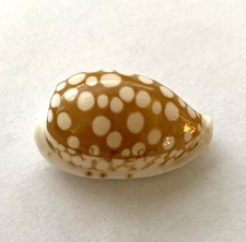 Cypraea cribraria zadela d'occasion  Expédié en Belgium