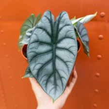 Alocasia badinga silver for sale  Homestead