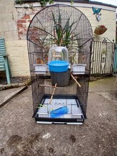 budgie cockatiel for sale budgie cockatiel for sale SUTTON-IN-ASHFIELD