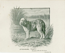 Otterhound named dog for sale  COLEFORD