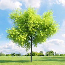 Honey locust gleditsia for sale  GREENOCK