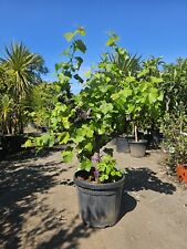 5ft red grape for sale  CLITHEROE