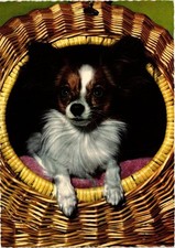 Cpm chihuahua dogs usato  Spedire a Italy
