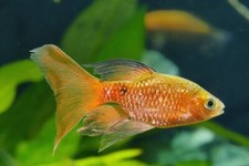 Pack longfin rosy for sale Pack longfin rosy for sale  Haslet