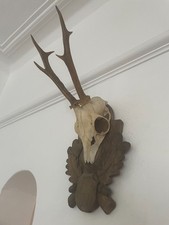 Good antlers roe for sale  SOUTHEND-ON-SEA