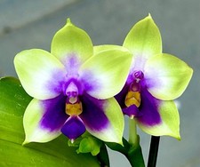 Phalaenopsis species bellina gebraucht kaufen  Augsburg