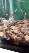 Pack dime nickel for sale  Elsinore