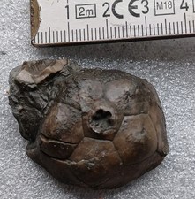 Eifel fossilien crinoide gebraucht kaufen Eifel fossilien crinoide gebraucht kaufen  Euskirchen