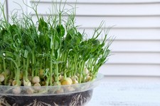 Erbsen sprossen bio gebraucht kaufen  Frammersbach