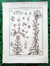 Xviii ème euphorbia d'occasion  Romorantin-Lanthenay