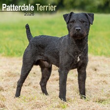 Patterdale terrier 2026 for sale  UK